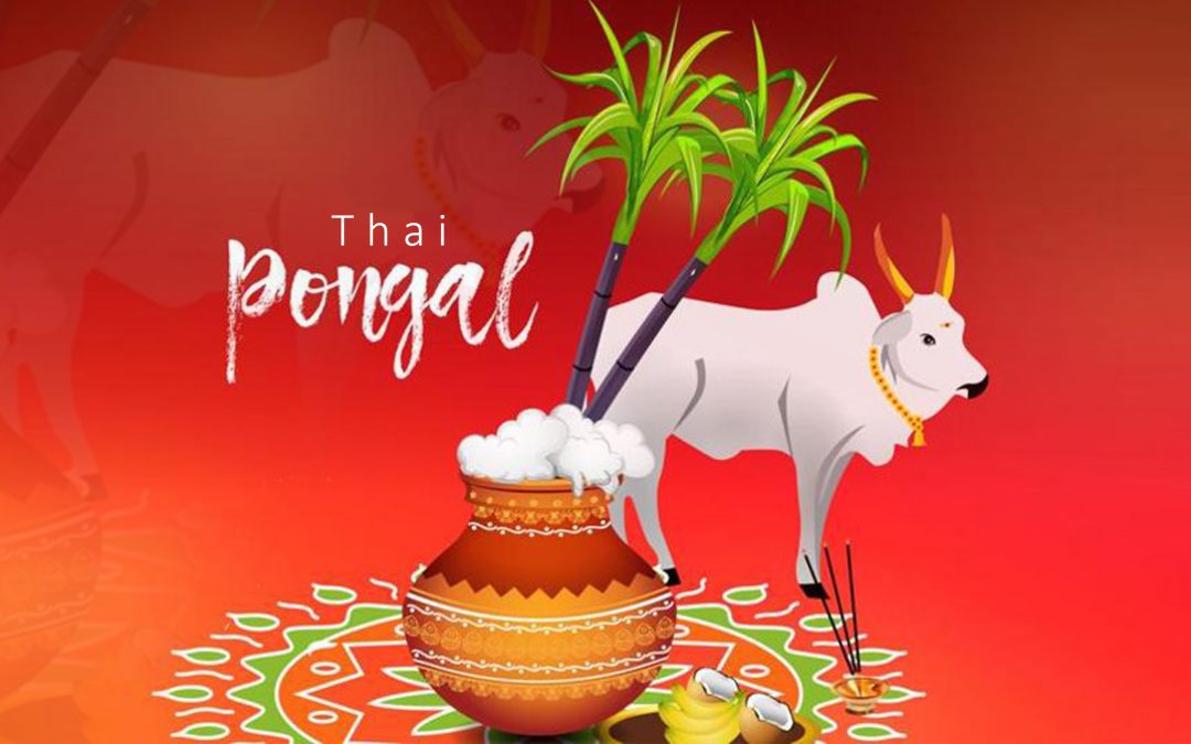 Thai Pongal – The festival of GRATITUDE