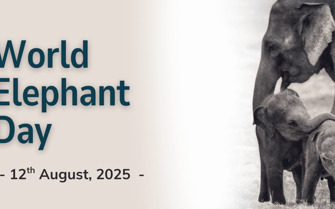 World Elephant Day: Honouring Our Gentle Giants